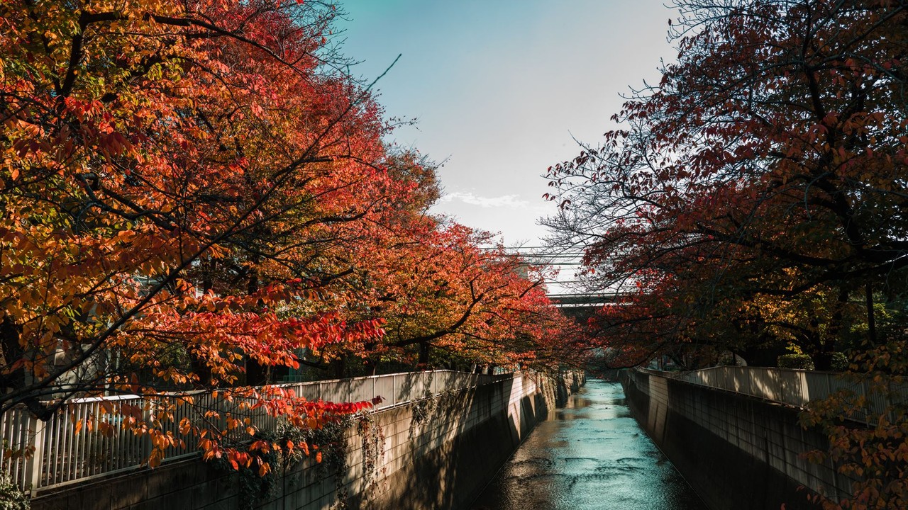 Best eSIM for Exploring Japan’s Autumn Foliage 2026