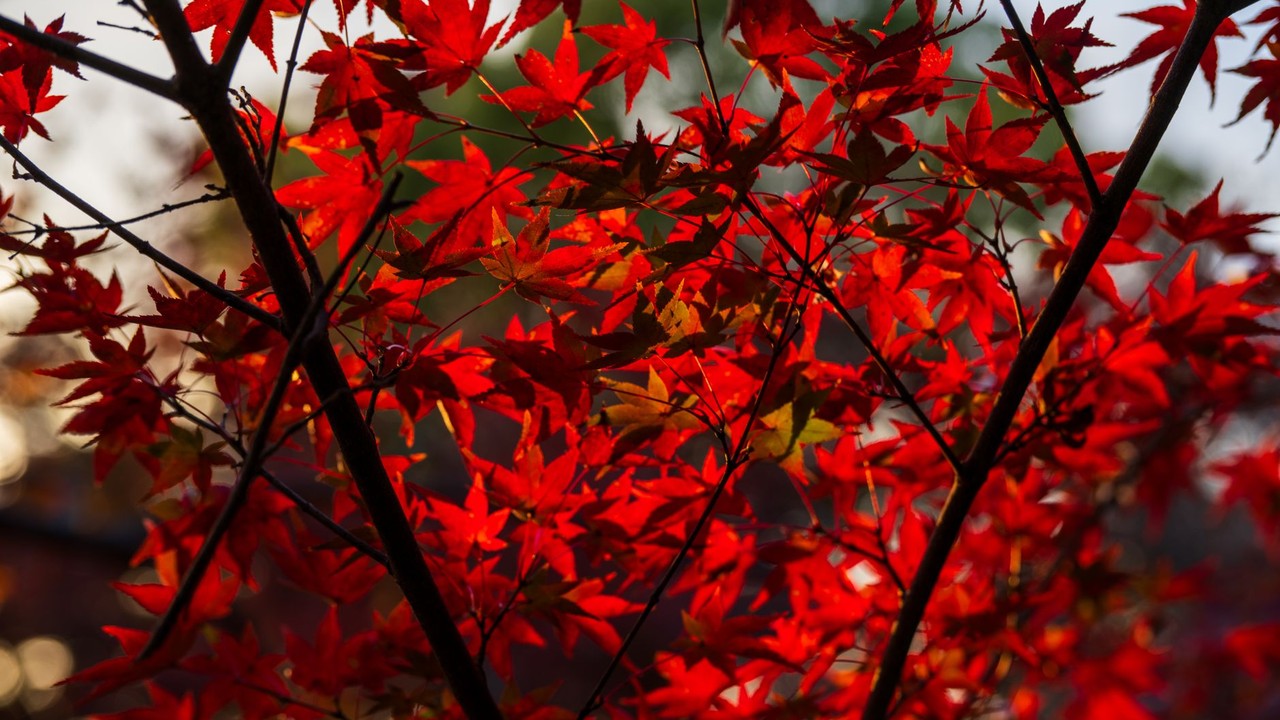 Best eSIMs for Japan’s Autumn Foliage 2026
