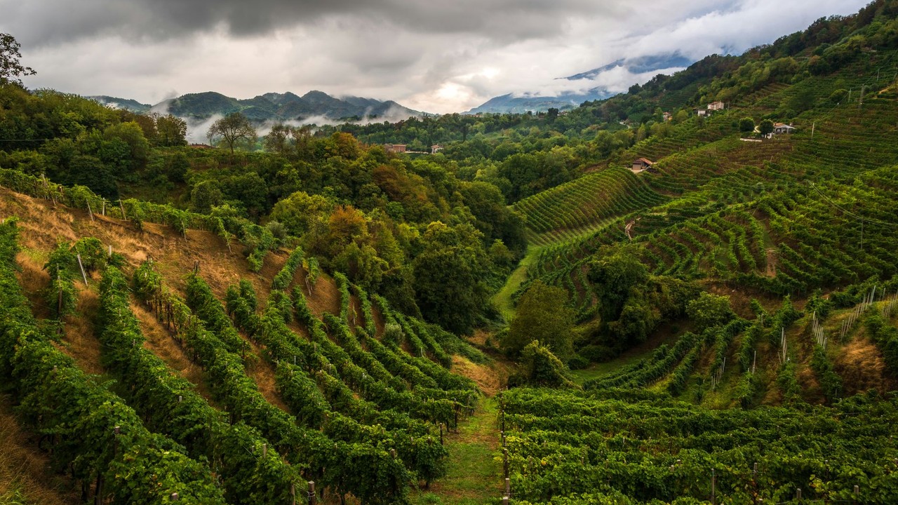 Italy eSIM 2026: Stay Online for Grape Festivals